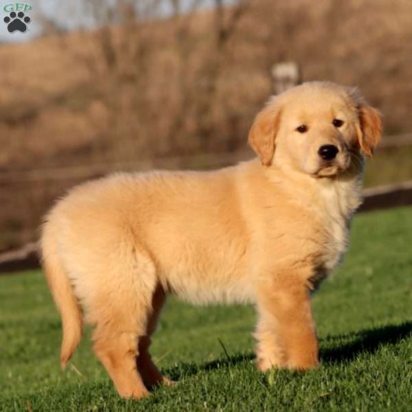 Willow, Golden Retriever Puppy