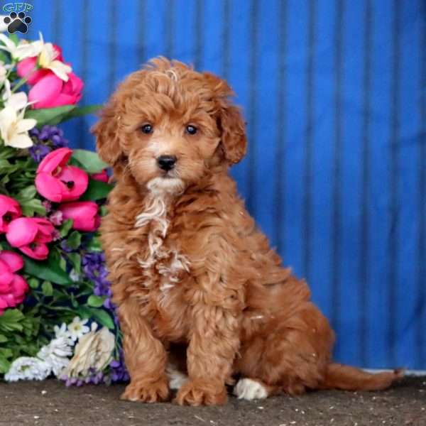 Willow, Mini Goldendoodle Puppy