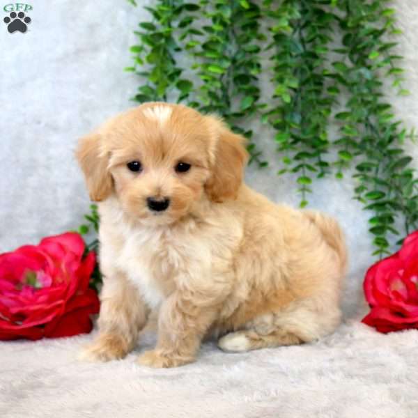 Willow, Maltipoo Puppy