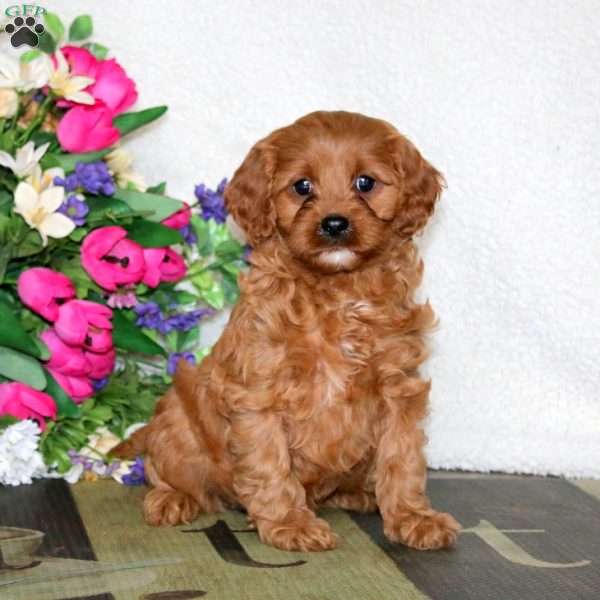 Willow, Cavapoo Puppy