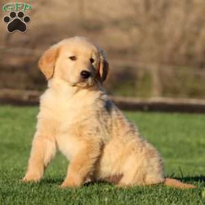 Willow, Golden Retriever Puppy