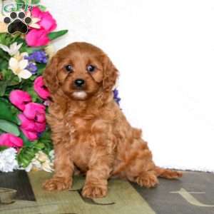 Willow, Cavapoo Puppy