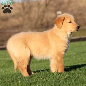 Willow, Golden Retriever Puppy