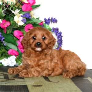 Willow, Cavapoo Puppy
