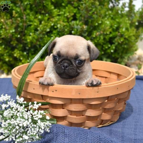 Wink, Pug Puppy