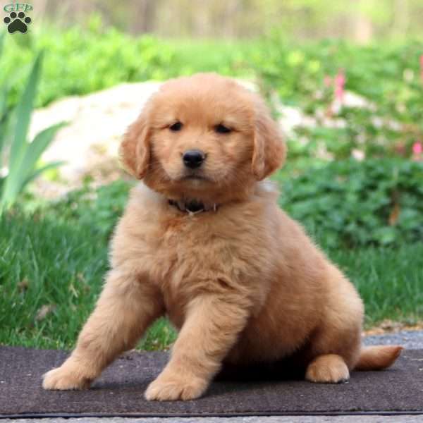 Winner, Golden Retriever Puppy