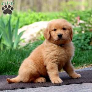 Winner, Golden Retriever Puppy
