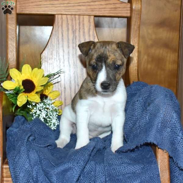 Winnie, Jack Russell Terrier Puppy