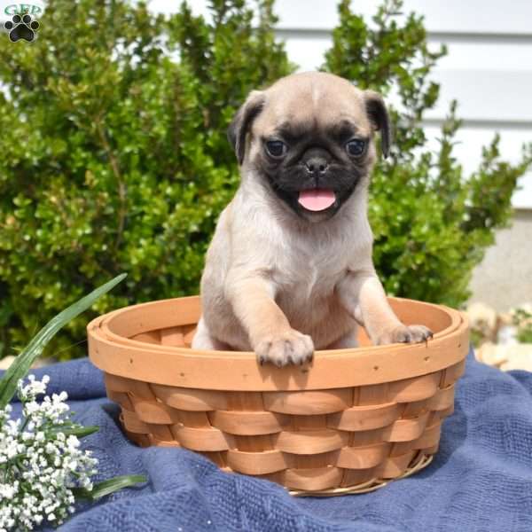 Winnie, Pug Puppy