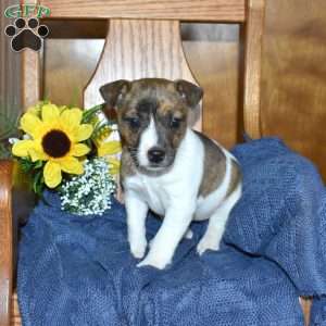 Winnie, Jack Russell Terrier Puppy