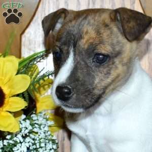 Winnie, Jack Russell Terrier Puppy
