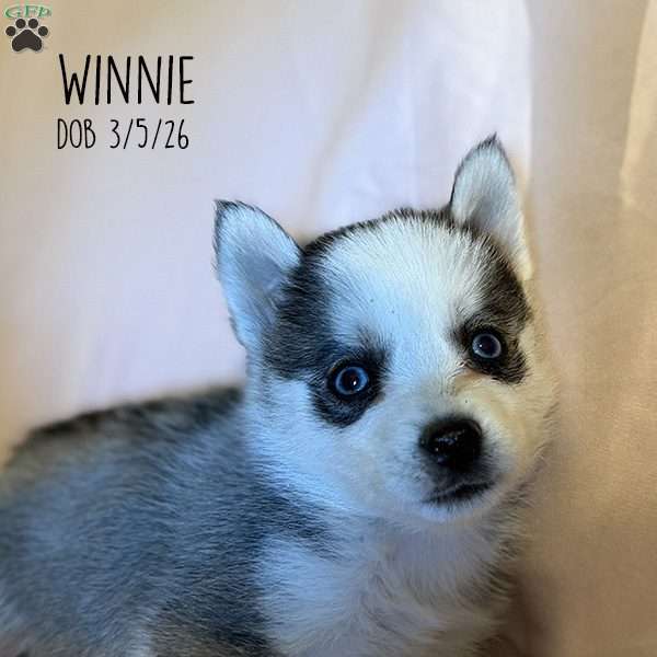 Winnie, Pomsky Puppy