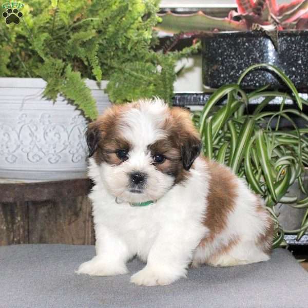 Winston, Teddy Bear Puppy