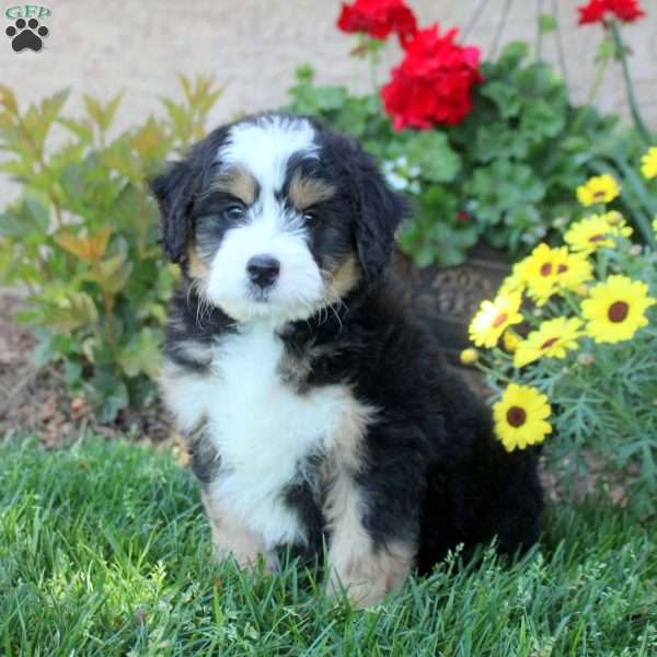 Winston, Mini Bernedoodle Puppy