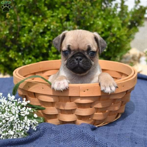 Winston, Pug Puppy