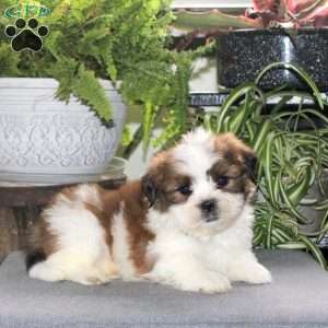 Winston, Teddy Bear Puppy