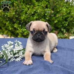 Winston, Pug Puppy