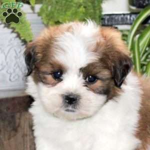 Winston, Teddy Bear Puppy