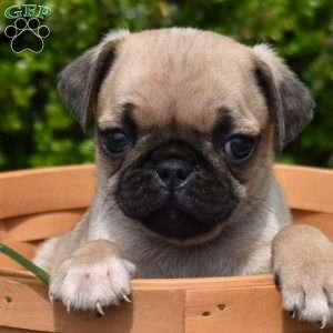 Winston, Pug Puppy