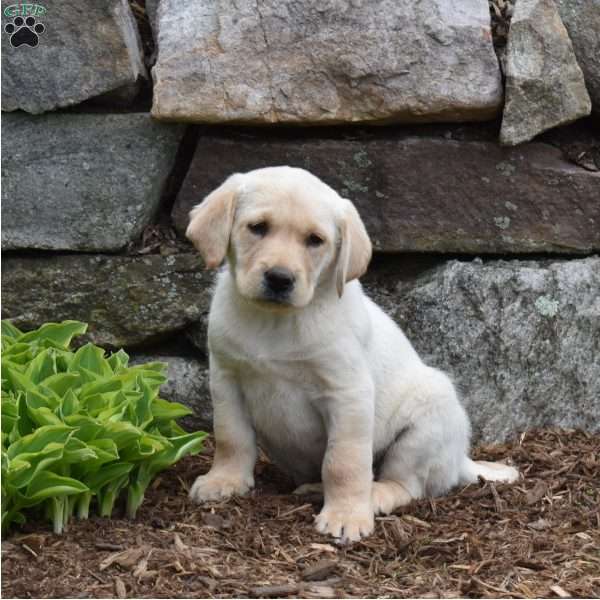 Winston, Yellow Labrador Retriever Puppy