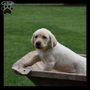 Winston, Yellow Labrador Retriever Puppy