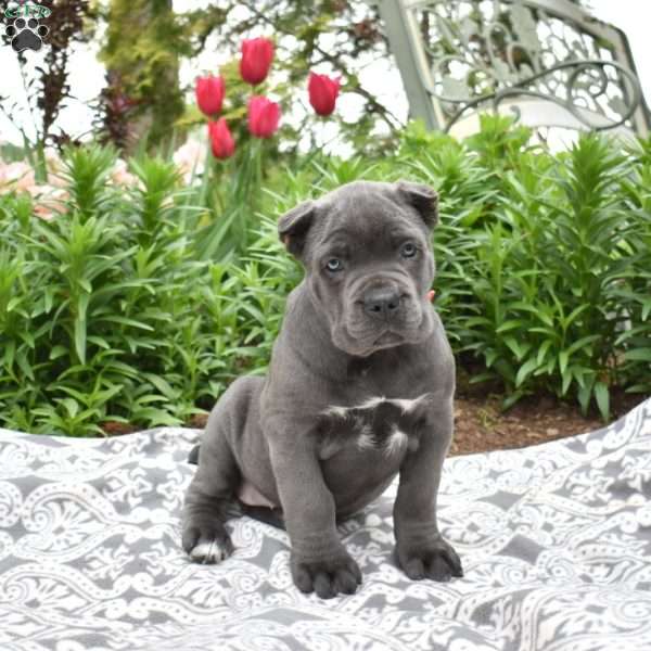 Wish, Cane Corso Puppy