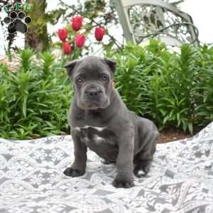 Wish, Cane Corso Puppy