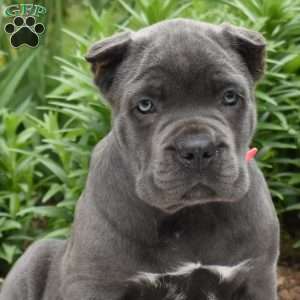 Wish, Cane Corso Puppy