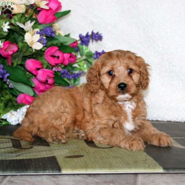 Wonder, Cavapoo Puppy