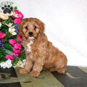 Wonder, Cavapoo Puppy