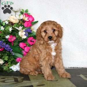 Wonder, Cavapoo Puppy
