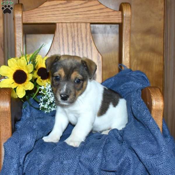 Wrangler, Jack Russell Terrier Puppy