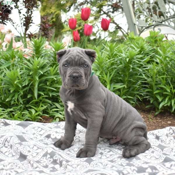 Wrangler, Cane Corso Puppy
