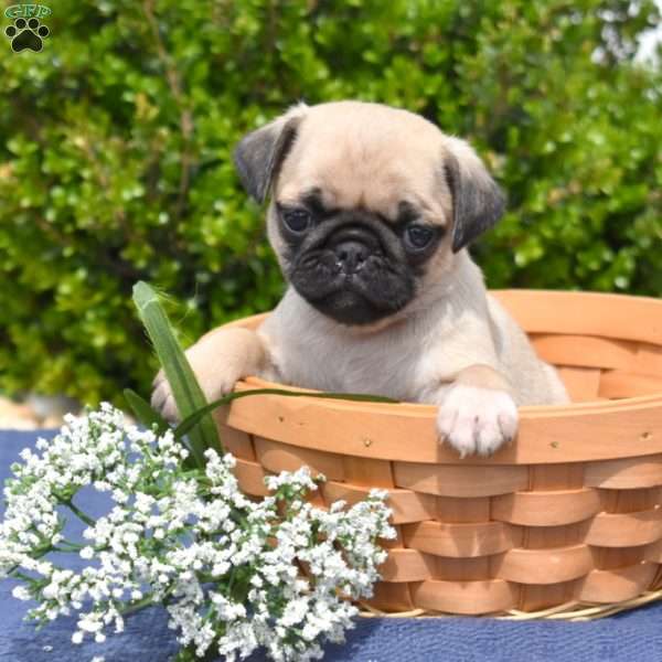 Wrangler, Pug Puppy