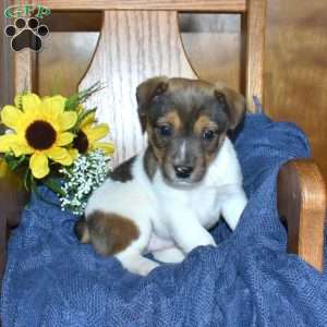Wrangler, Jack Russell Terrier Puppy