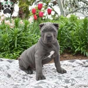 Wrangler, Cane Corso Puppy