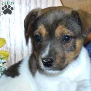 Wrangler, Jack Russell Terrier Puppy
