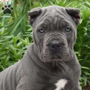 Wrangler, Cane Corso Puppy