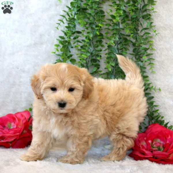 Wren, Maltipoo Puppy