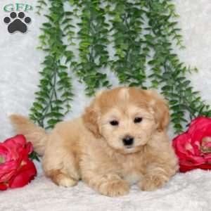 Wren, Maltipoo Puppy