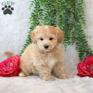 Wren, Maltipoo Puppy