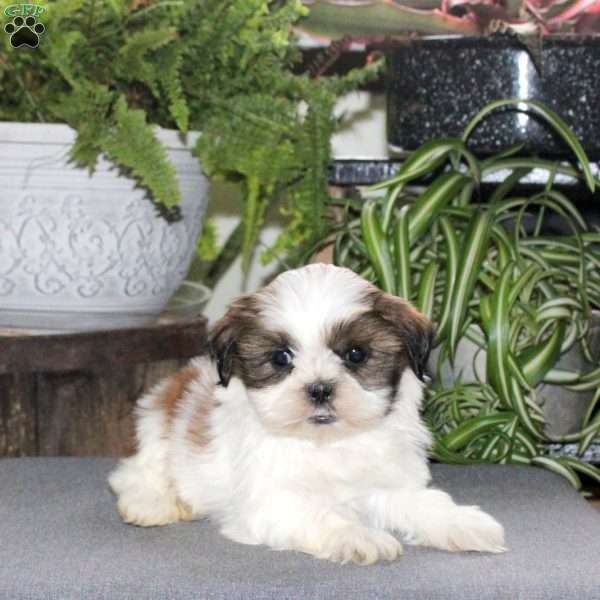 Wrigley, Teddy Bear Puppy