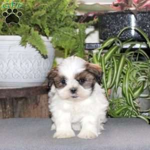 Wrigley, Teddy Bear Puppy