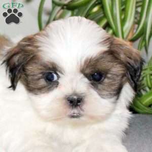 Wrigley, Teddy Bear Puppy