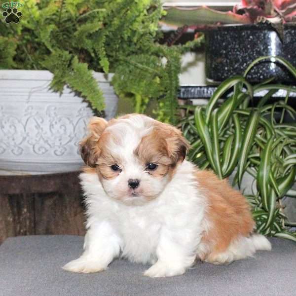 Wyatt, Teddy Bear Puppy