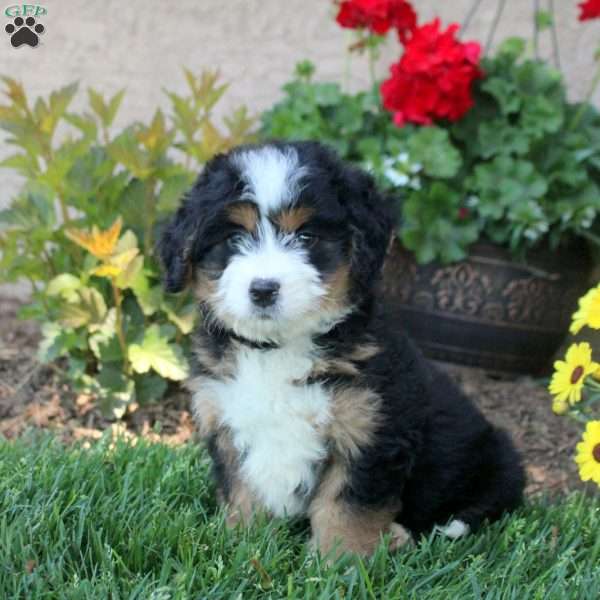 Wyatt, Mini Bernedoodle Puppy