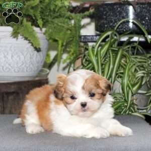 Wyatt, Teddy Bear Puppy