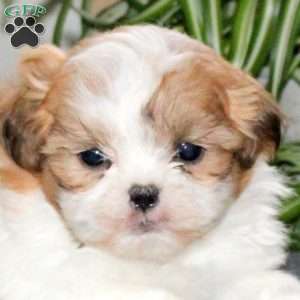 Wyatt, Teddy Bear Puppy