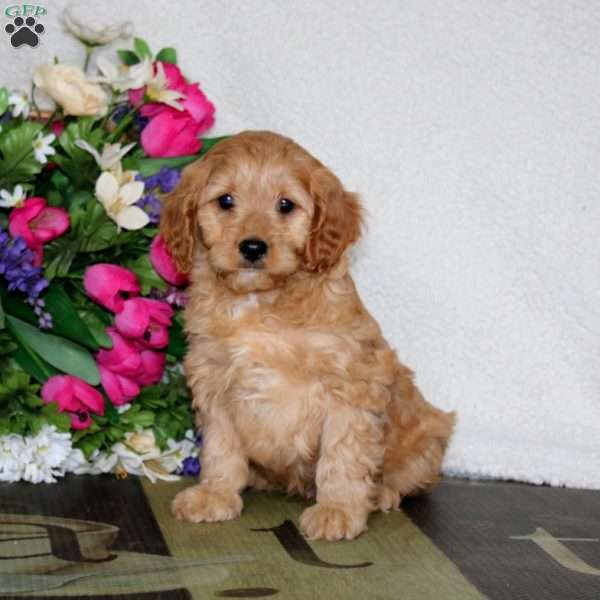 Wyatt, Cavapoo Puppy