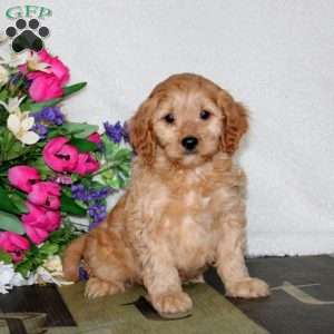 Wyatt, Cavapoo Puppy
